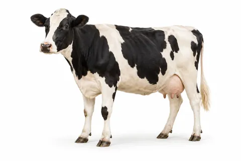 vache
