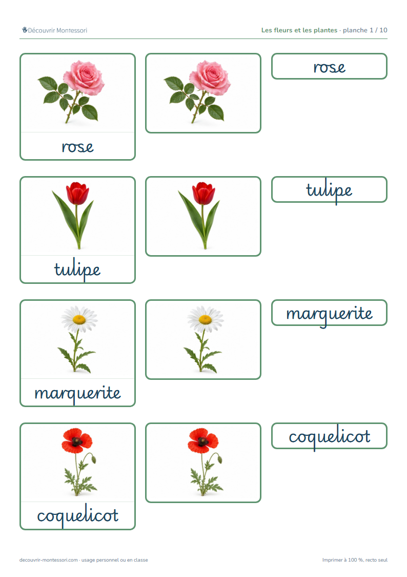 Première planche des cartes des fleurs et plantes en cursive : rose, tulipe, marguerite et coquelicot