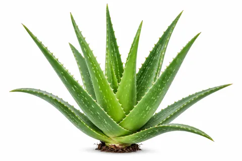 aloe vera