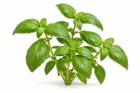 basilic