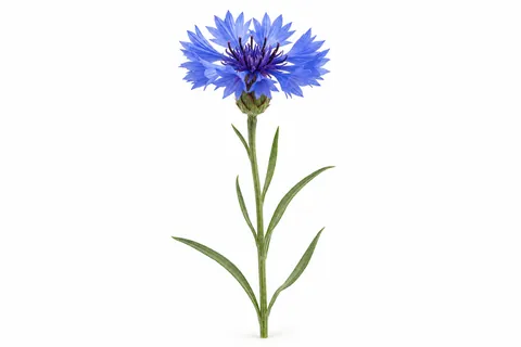 bleuet