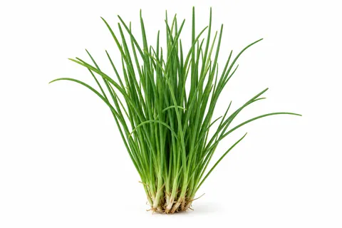 ciboulette