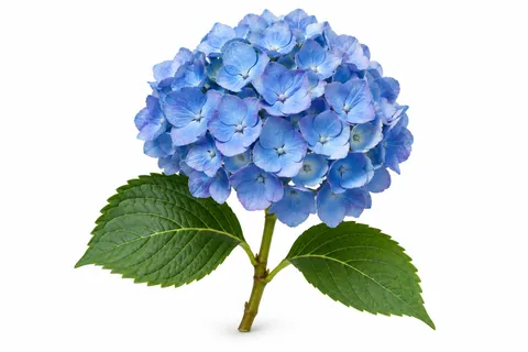 hortensia