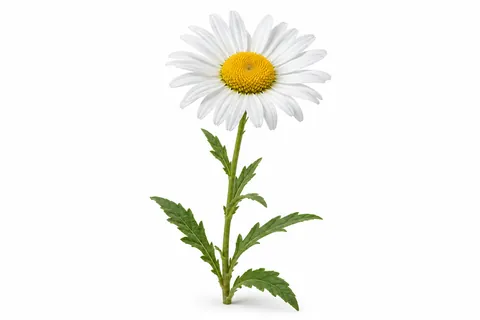 marguerite