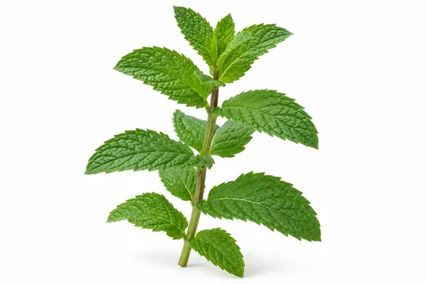 menthe