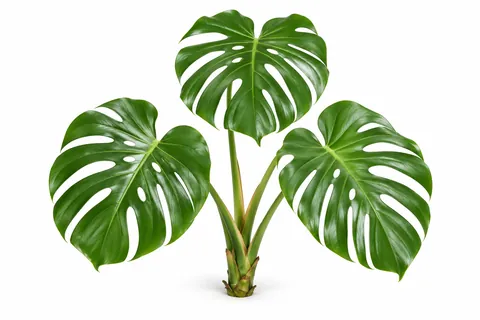 monstera