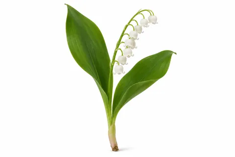 muguet