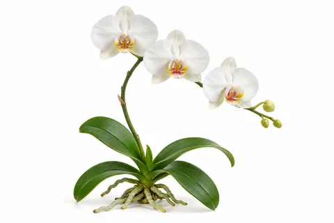 orchidée