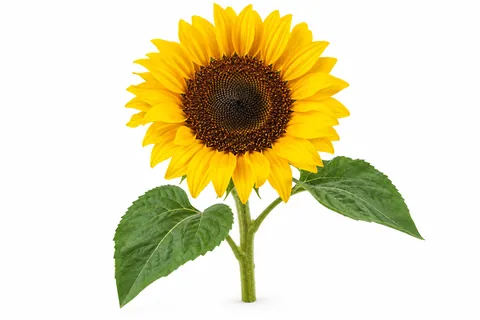 tournesol
