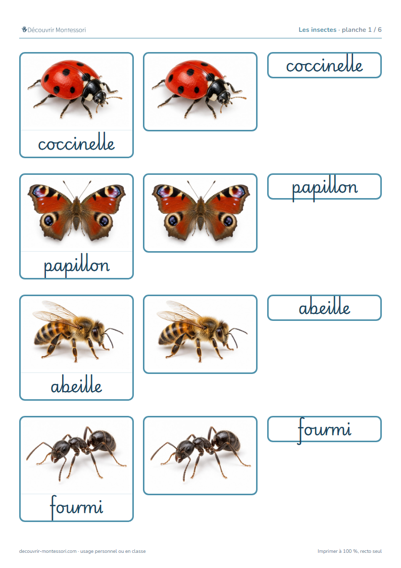 Première planche des cartes des insectes en cursive : coccinelle, papillon, abeille et fourmi