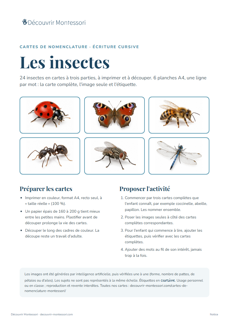 Couverture des cartes « Les insectes »