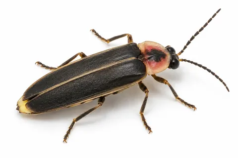 luciole