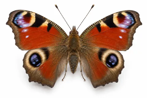 papillon