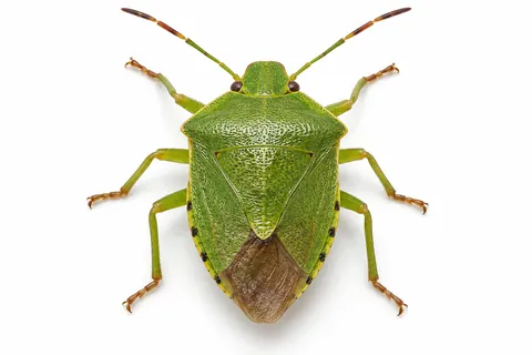 punaise verte