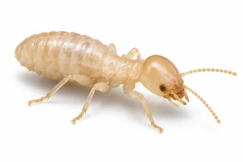 termite