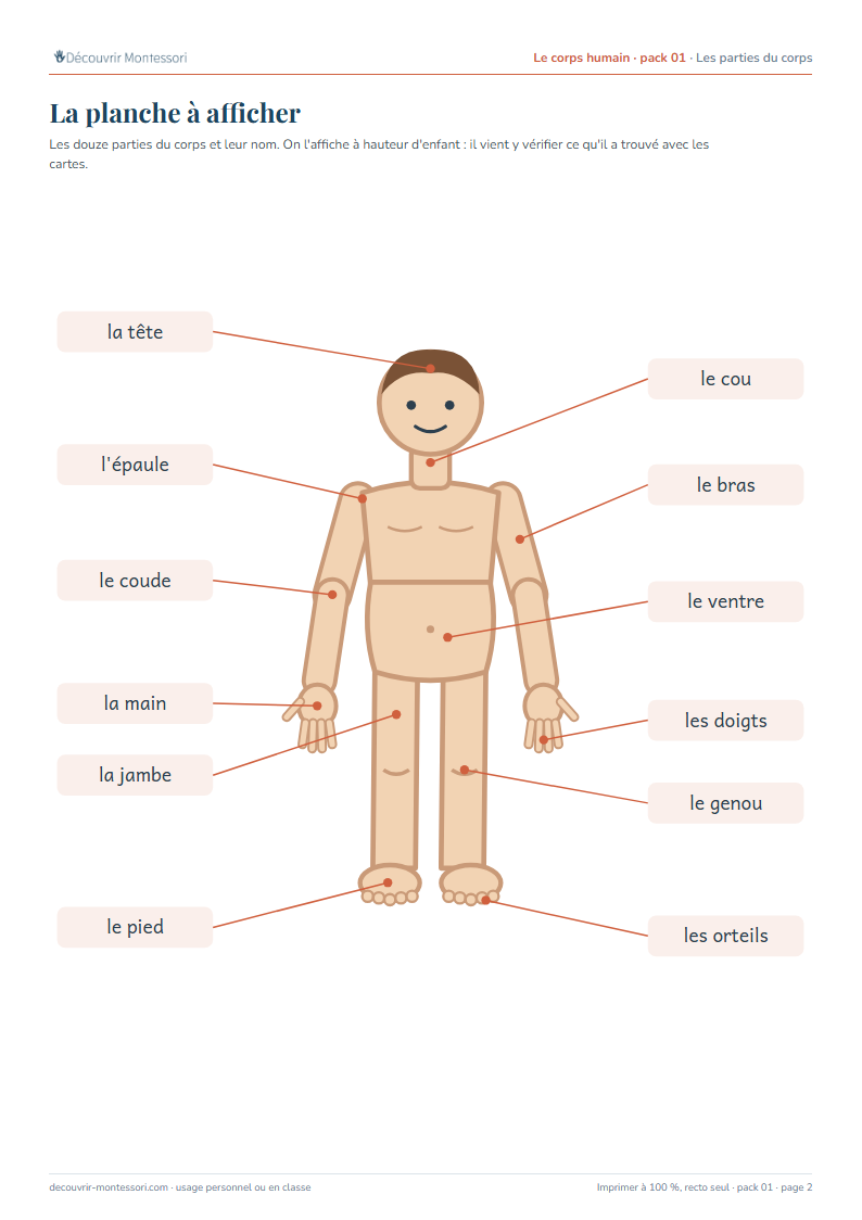 La planche à afficher : un enfant dessiné de face, avec le nom de douze parties du corps reliées par un trait