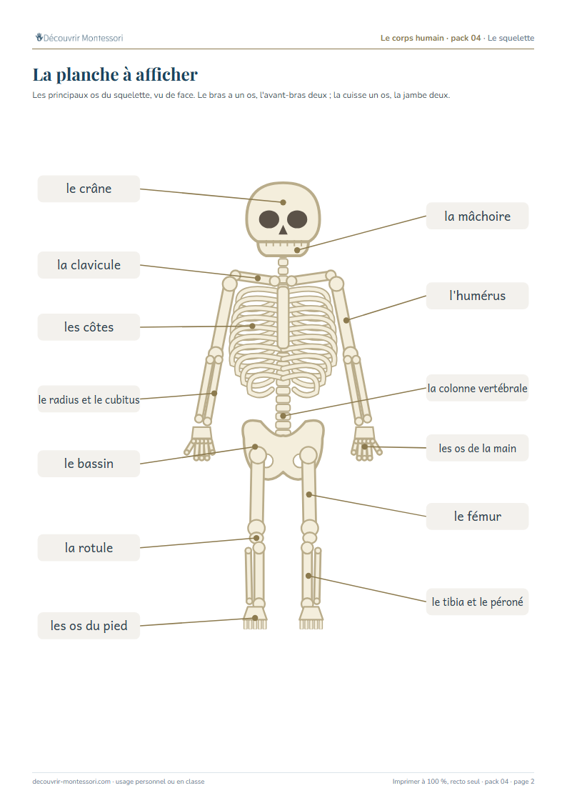 La planche du squelette vu de face, avec le nom des principaux os