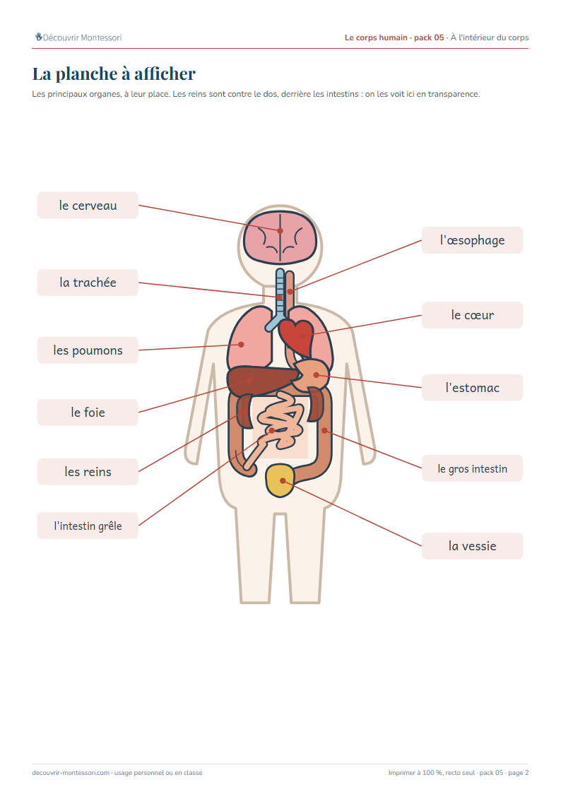 La planche des organes : cerveau, trachée, œsophage, poumons, cœur, foie, estomac, reins, intestins et vessie à leur place