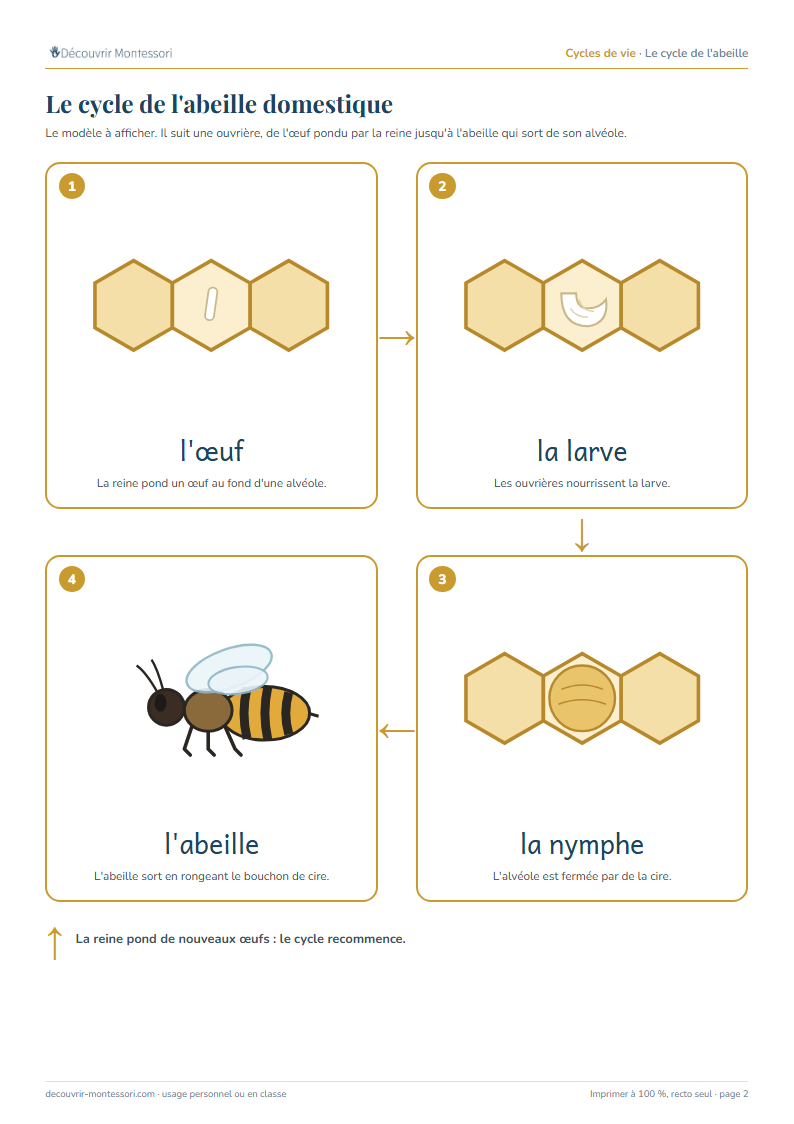 Le modèle du cycle de l'abeille : l'œuf dans l'alvéole, la larve, l'alvéole fermée de cire, l'abeille adulte