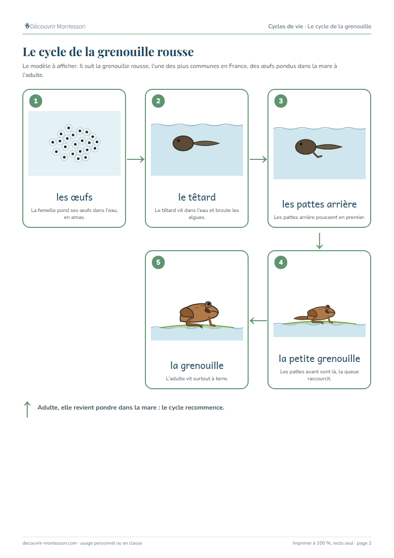 Le modèle du cycle de la grenouille rousse : les œufs, le têtard, les pattes arrière, la petite grenouille, la grenouille