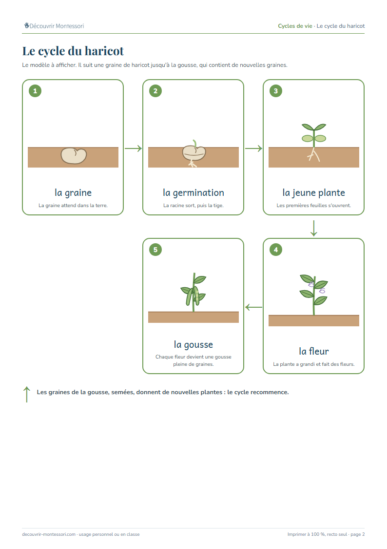 Le modèle du cycle du haricot : la graine, la germination, la jeune plante, la fleur, la gousse