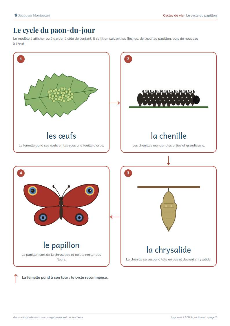 Le modèle du cycle du paon-du-jour : œufs sous une feuille d'ortie, chenille noire, chrysalide suspendue, papillon aux ocelles