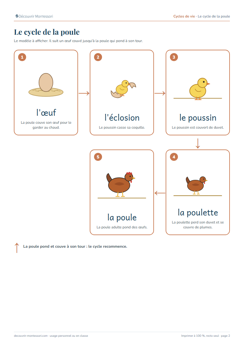 Le modèle du cycle de la poule : l'œuf dans le nid, l'éclosion, le poussin, la poulette, la poule