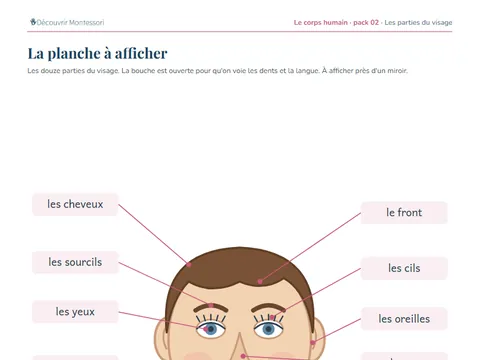 Une page du pack « Les parties du visage »