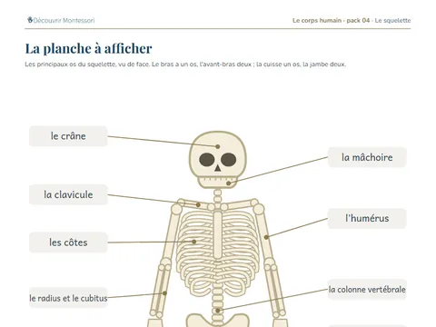 Une page du pack « Le squelette »