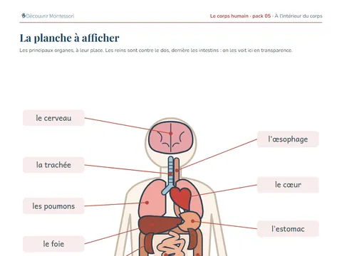 Une page du pack « À l'intérieur du corps »
