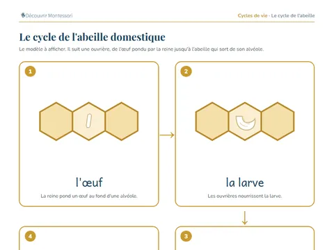 Une page de cartes du pack « Le cycle de l'abeille »