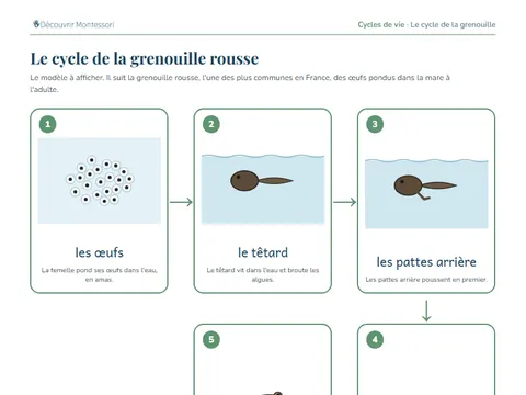 Une page de cartes du pack « Le cycle de la grenouille »