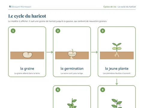 Une page de cartes du pack « Le cycle du haricot »