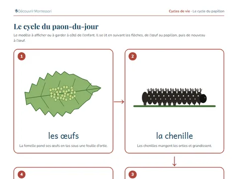 Une page de cartes du pack « Le cycle du papillon »