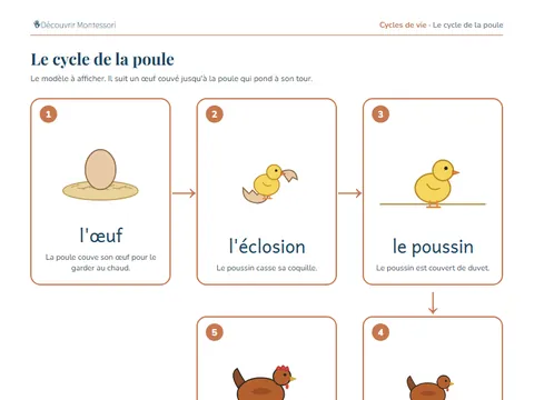 Une page de cartes du pack « Le cycle de la poule »