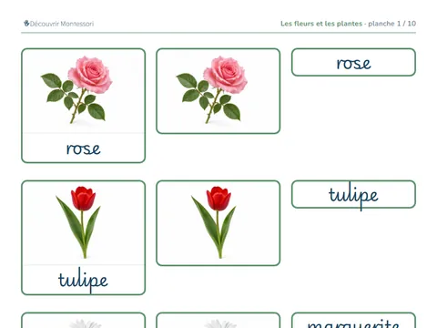 Une planche des cartes « Les fleurs et les plantes », en cursive