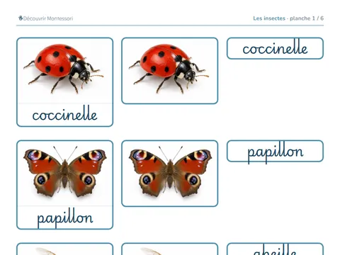 Une planche des cartes « Les insectes », en cursive